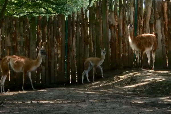 У Рівненському зоопарку з'явилося поповнення в пари гуанако (ВІДЕО)