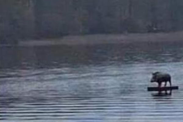 На Рівненщині дикий кабан-серфінгіст переплив річку