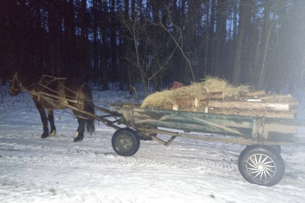 Понад 100 кубів незаконної лісопродукції вилучили на Рівненщині 