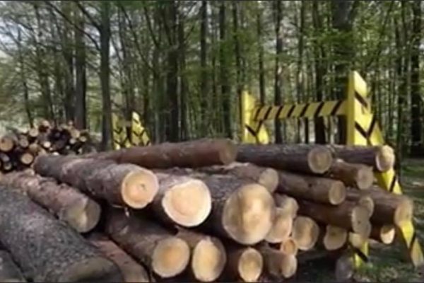 Нардеп Іванісов повідомляє про закорумпованість усієї вертикалі  лісової галузі