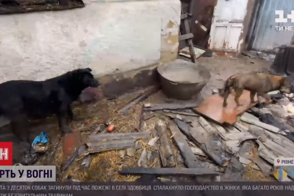 Коти й собаки з цуценятами згоріли живцем у приватному притулку на Рівненщині (ВІДЕО)
