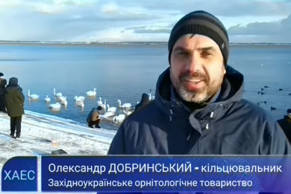 На водоймі-охолоджувачі Хмельницької АЕС орнітологи провели кільцювання лебедів