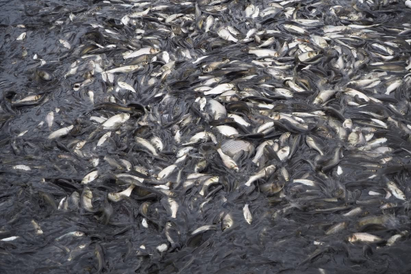 Розпочато зариблення технологічної водойми ХАЕС