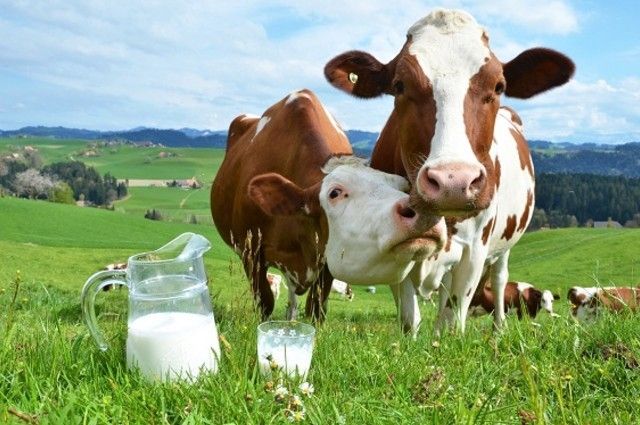 На Демидівщині створять сімейні молочні ферми