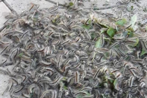 На Сарненщині зафіксували пошесть гусениць