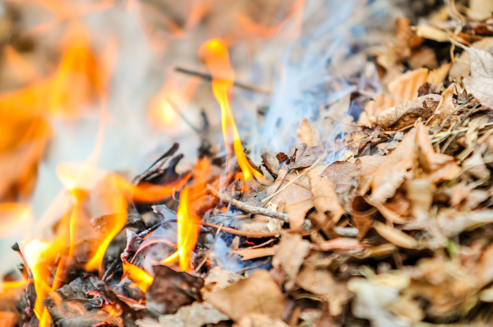 Чому заборонено спалювати листя?