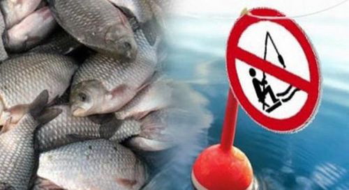 Штраф за карася збільшили майже в сто разів: скільки заплатять рівненські рибалки за незаконний вилов риби