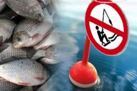 Весняно-літня заборона вилову риби на Рівненщині розпочнеться вже незабаром