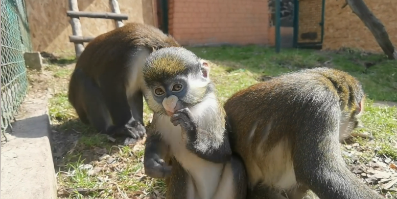До Рівненського зоопарку евакуювали тварин з територій, які піддалися нападам рф