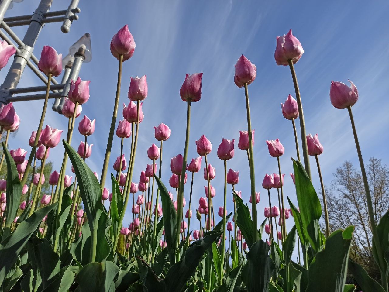 Більше тридцяти тисяч: стільки тюльпанів цьогоріч розцвіло на клумбах Рівного
