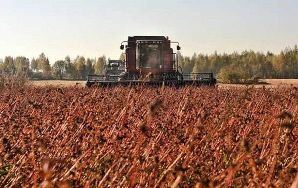 У Рівненській області збирають урожай гречки: посіви цієї культури цьогоріч більші