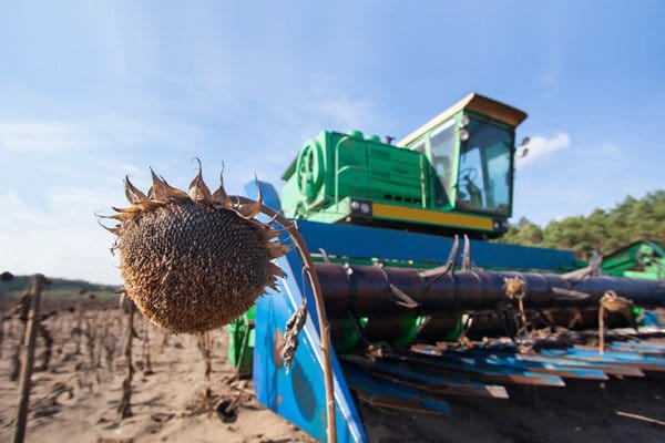У Рівненській області продовжують збирати урожай пізніх культур
