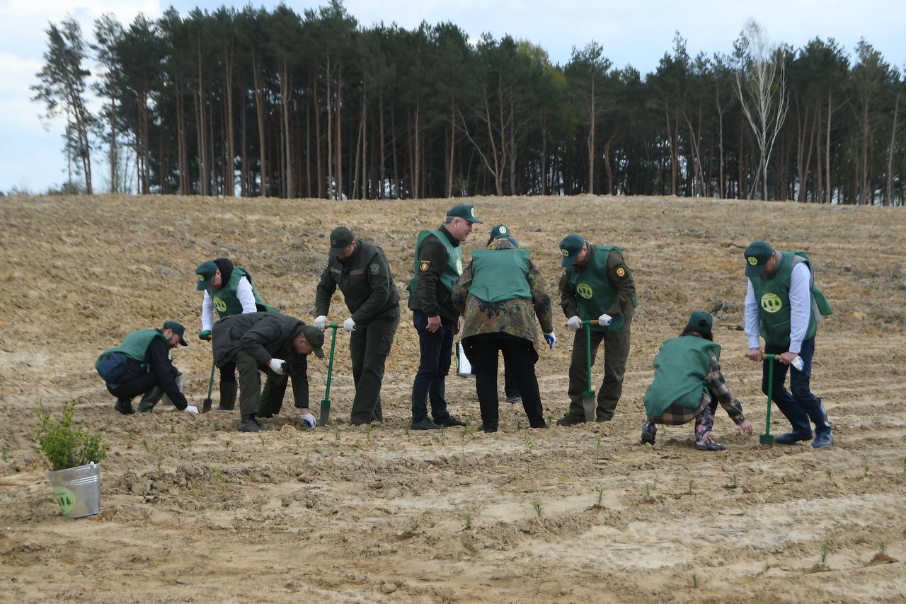 У Рівненській області на місці видобутку бурштину почали всаджувати дерева (ФОТО)