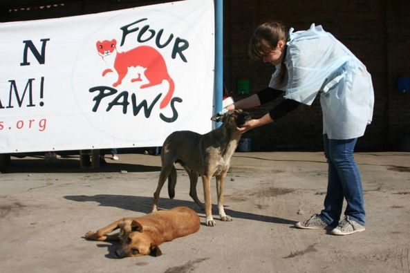 У Рівненській громаді працює міжнародний фонд, який допоможе у відлові та стерилізації бездомних тварин