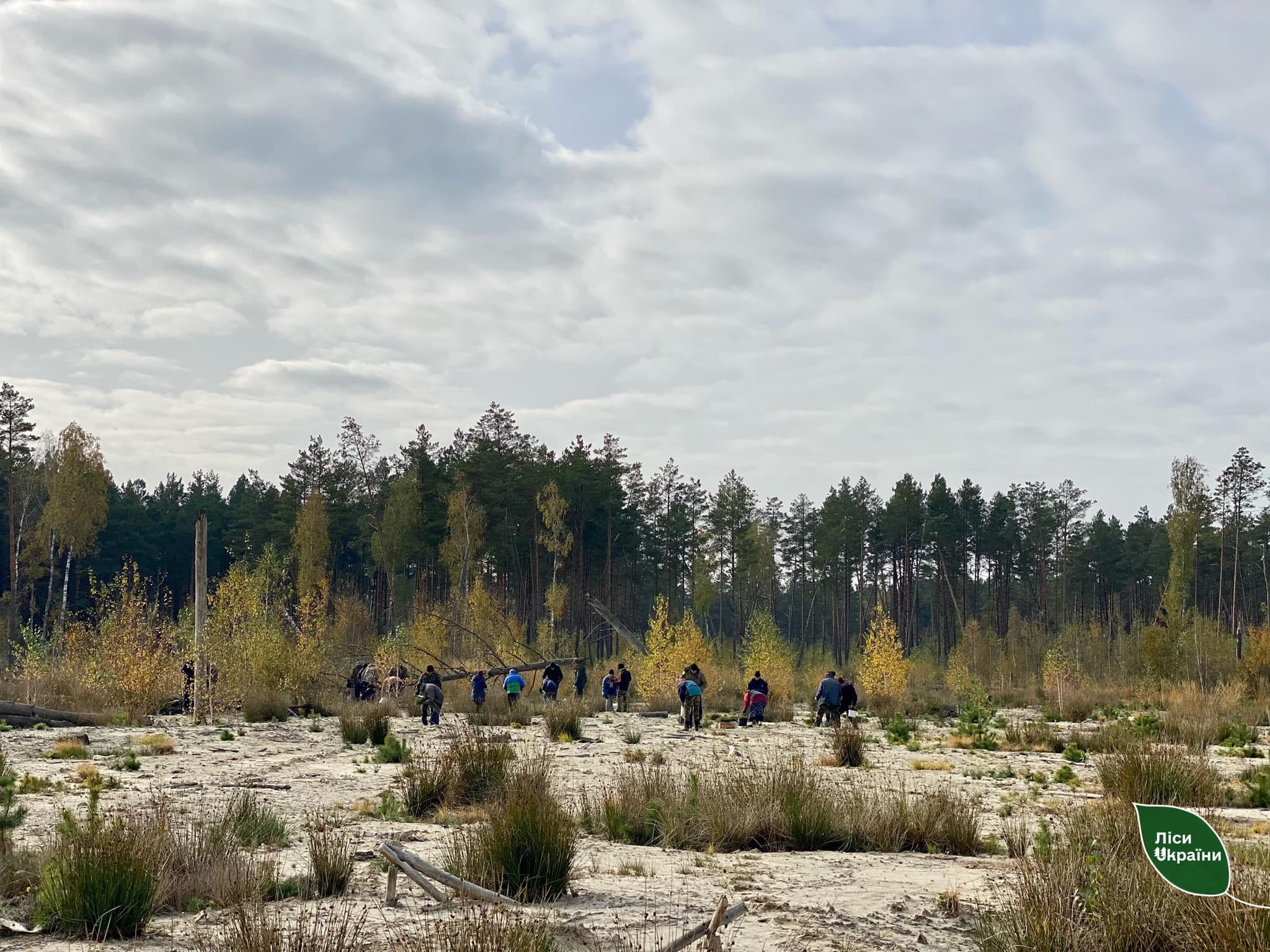 У Рівненській області висаджують дерева на місцях незаконного видобутку бурштину (ФОТО)