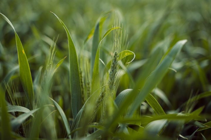 Дощі, які йшли протягом останніх днів на Рівненщині, позитивно впливають на врожай