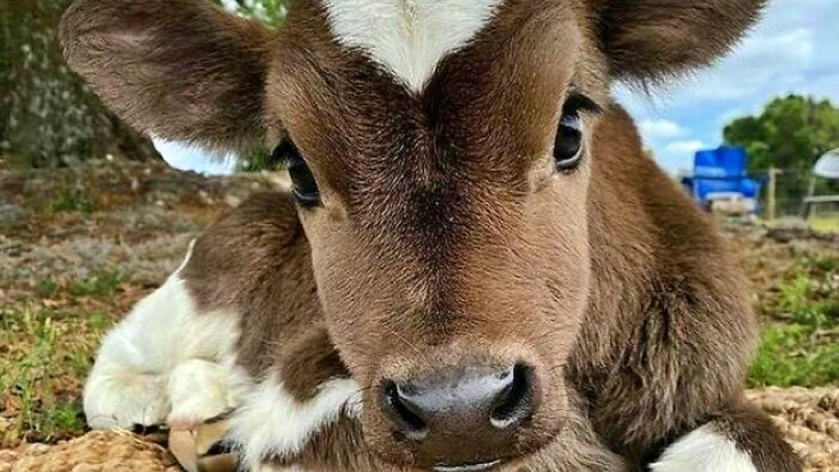 За одну корову - 7000 гривень: рівненські тваринники можуть отримати дотацію