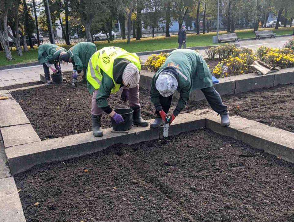 Навесні - все розквітне: на вулицях Рівного комунальники висадили нові тюльпани