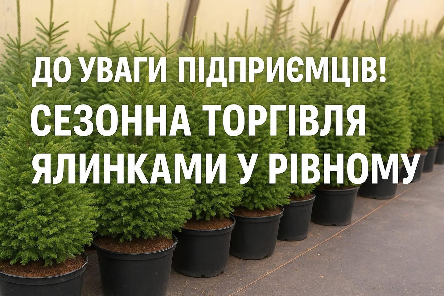 Торгівля ялинками у Рівному: що для цього потрібно, щоб не порушувати закон