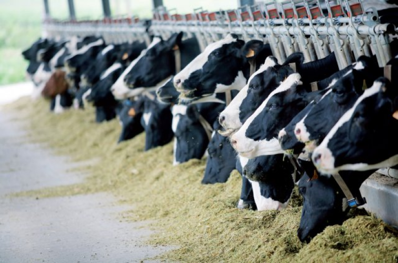 Компенсацію за будівництво корівника отримало господарство Рівненщини