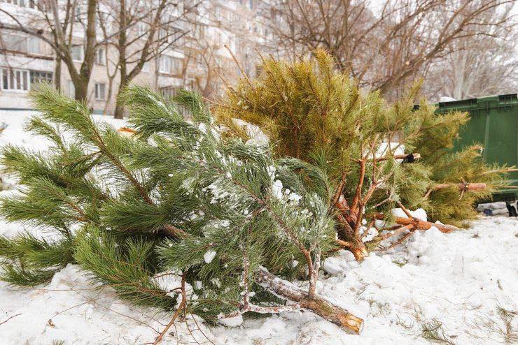Новорічні свята підходять до завершення: куди подіти святкове дерево в Рівному