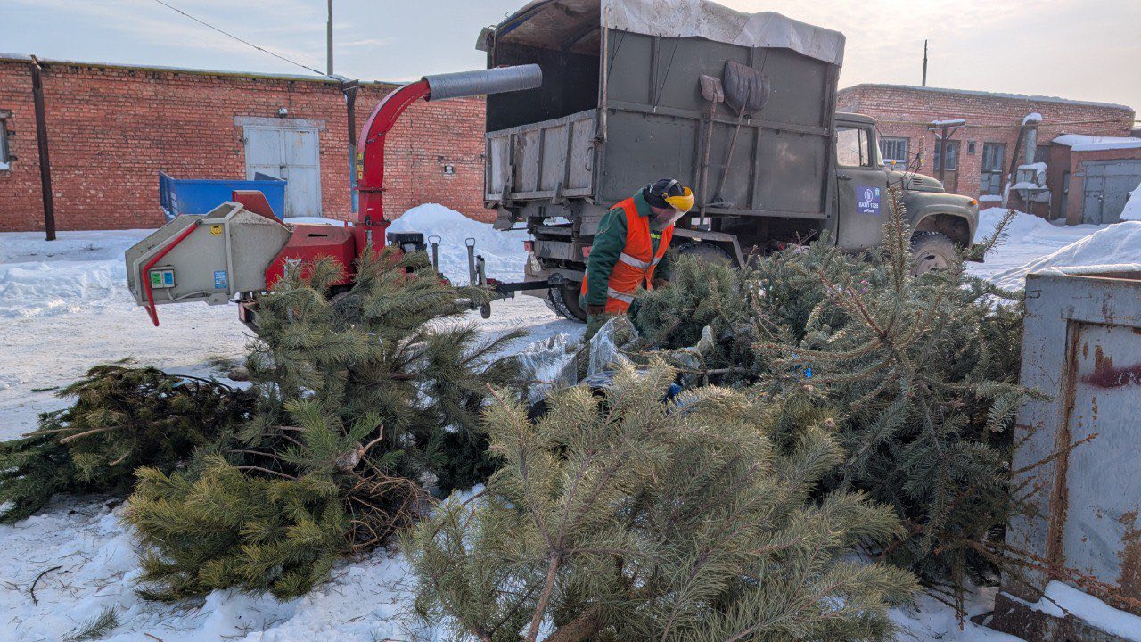 Використовуватимуть для опалення: куди в Рівному подіти новорічну ялинку, щоб вона пішла на користь (ВІДЕО)